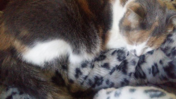 MoxLeopard