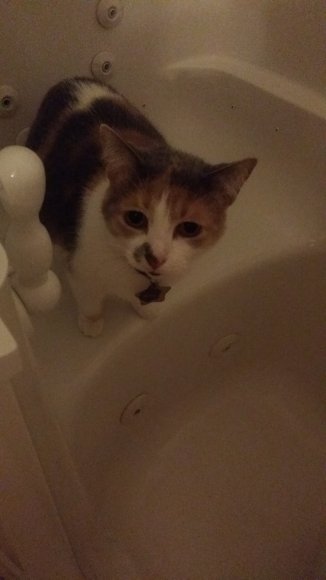 Mox_bathtub_20170122