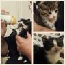 Kittenz!