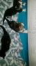 New_playpen_kittenz